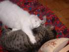 bestbuddies1_small.jpg