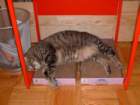 faust_napping_small.jpg