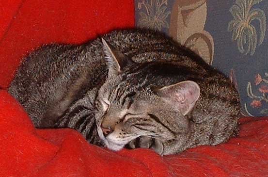faustnapping.jpg