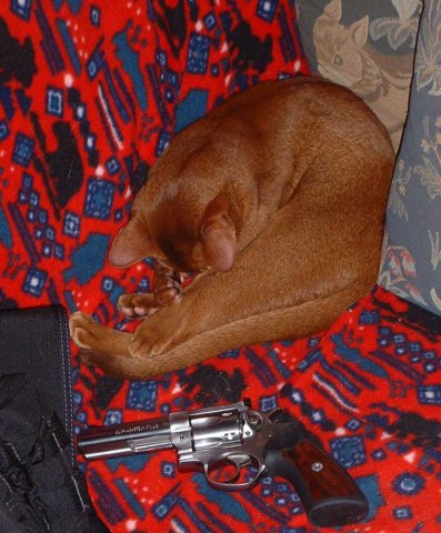 magnumkittycat.jpg