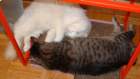 yinyang_small.jpg