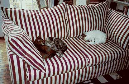 cats